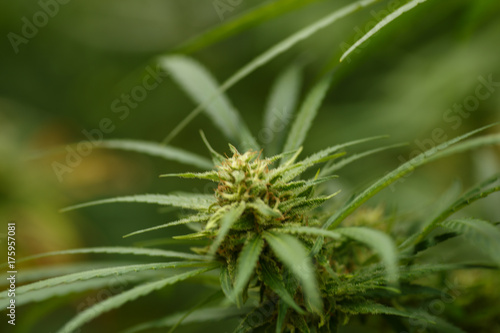 cannabis plant detail, Macro photography