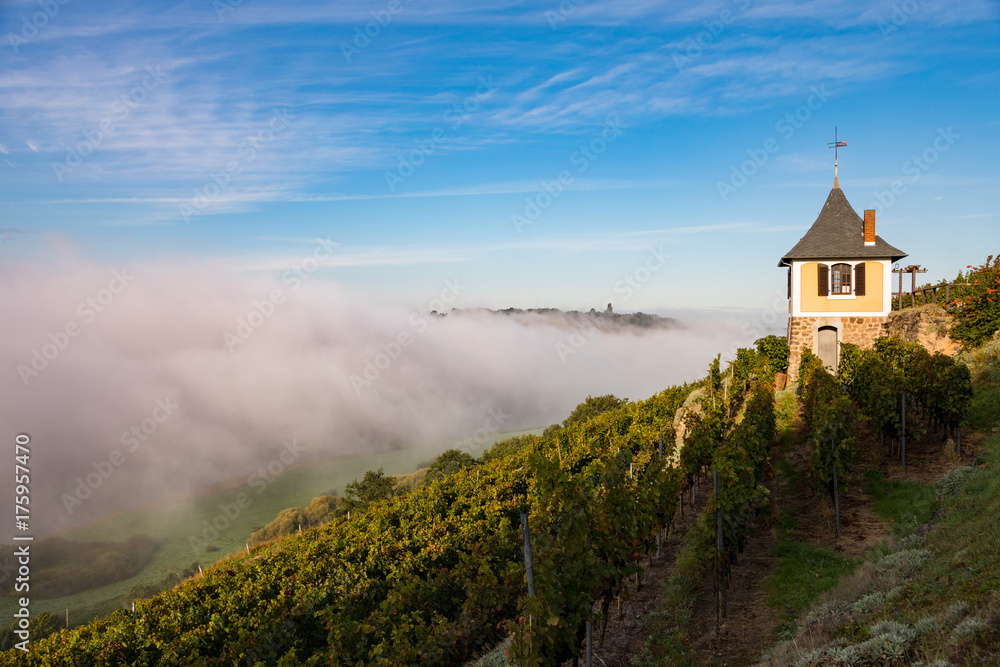 Weinberg mit Schwalbennest bei Meißen Weinberg mit Schwalbennest bei Meißen