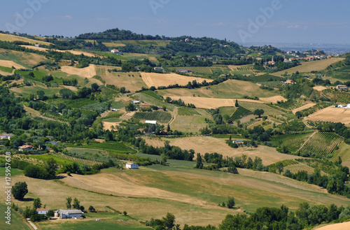 Landscape in Romagna at summer: vineyards © Claudio Colombo