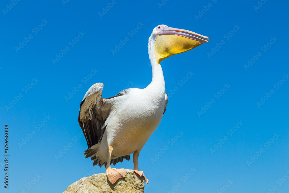 Fototapeta premium Great white pelican on the field against the blue sky.