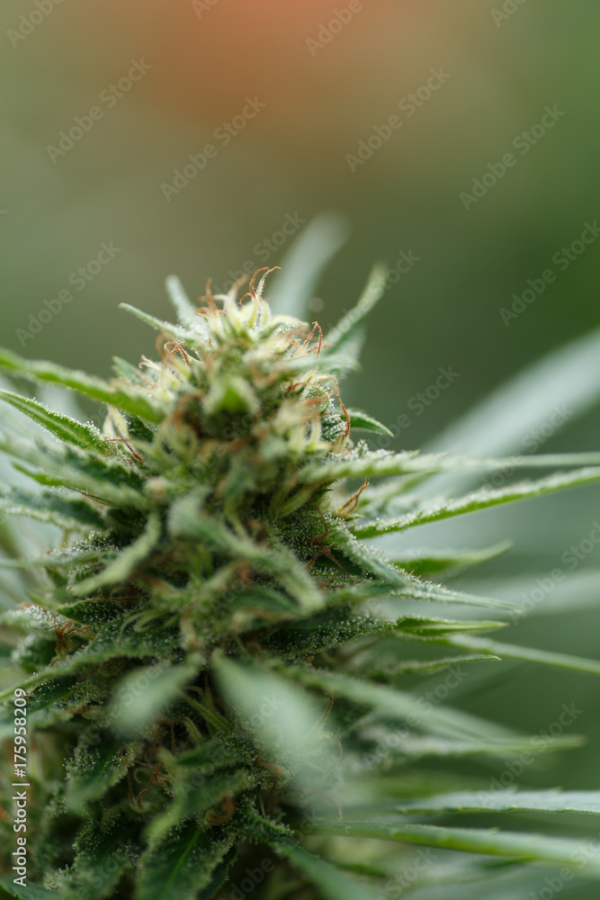 cannabis plant detail, Macro photography cannabis plant detail, Macro photography