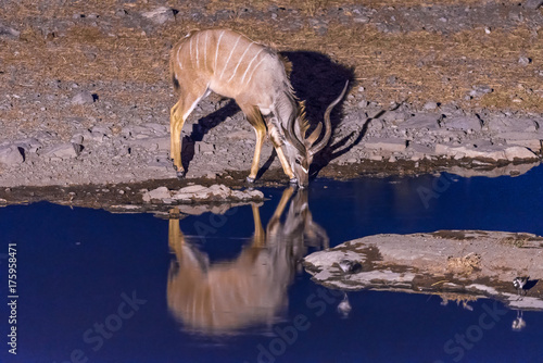 Kudu drinking water at waterhole during blue hour photo