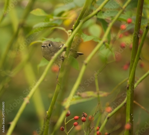 The Ruby Crowned Kinglet