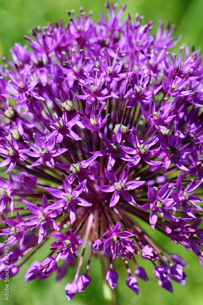 Close-up on Purple Allium flowerhead Close-up on Purple Allium flowerhead