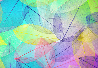 Many transparent silhouettes of skeleton leaves on multi-colored blue violet lilac and pink background. Floral pattern of beautiful leaves in nature macro.
