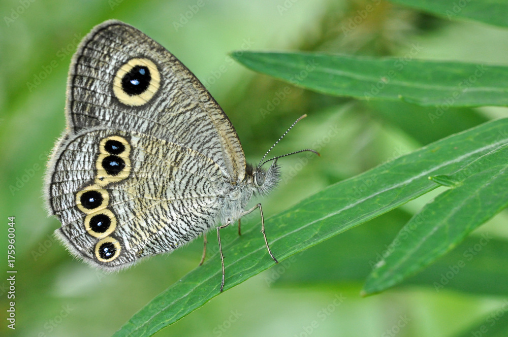 Fototapeta premium 蝶