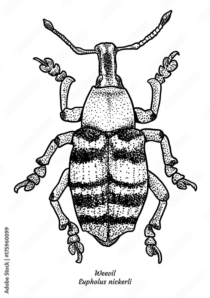 Weevil illustration, drawing, engraving, ink, line art, vector Stock