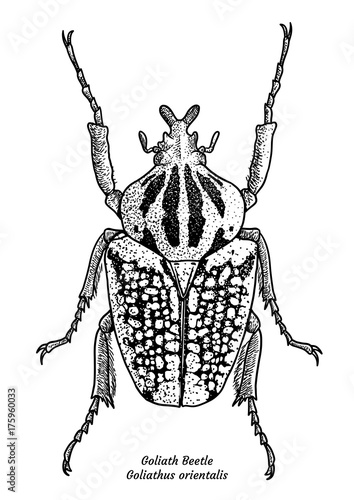 Goliath beetle illustration, drawing, engraving, ink, line art, vector