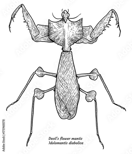 Devil’s flower mantis illustration, drawing, engraving, ink, line art, vector