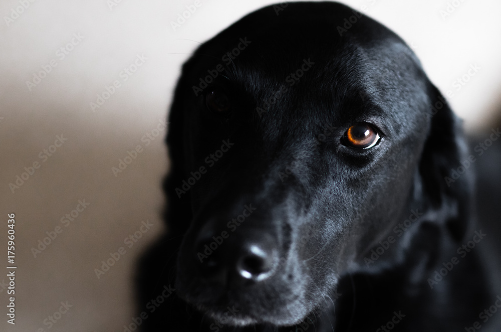 Black Labrador With Copy Space Black Labrador With Copy Space