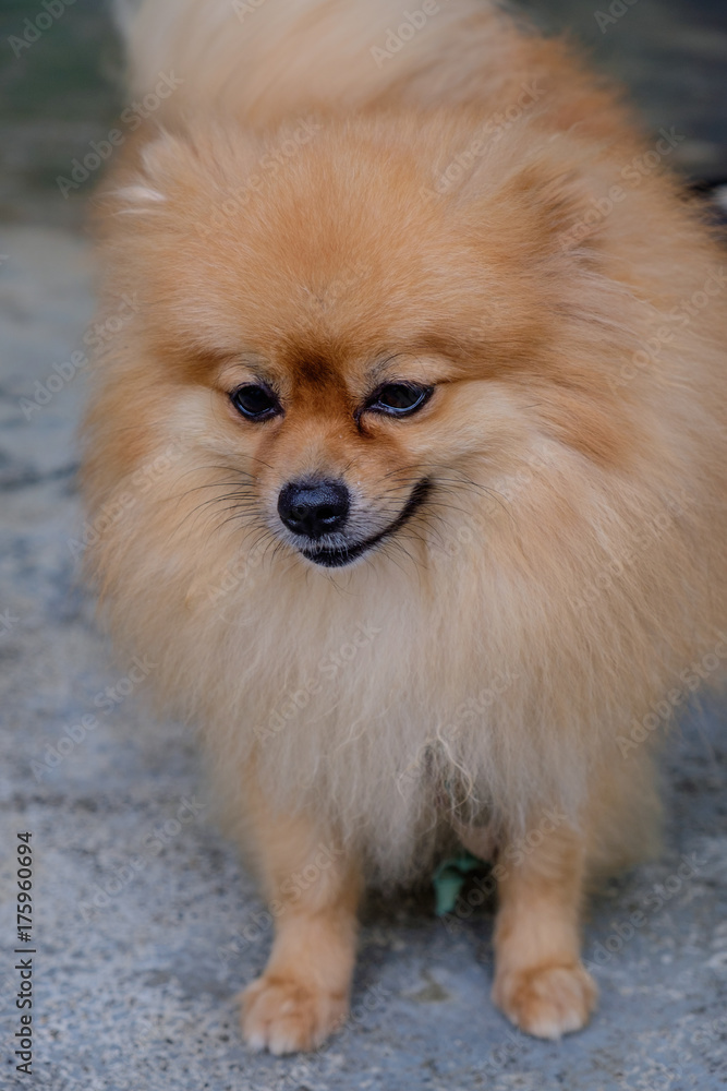 Pomeranian dog brown Pomeranian dog brown