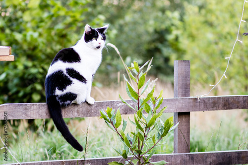 Cat perched on a fence with copy space on the right.