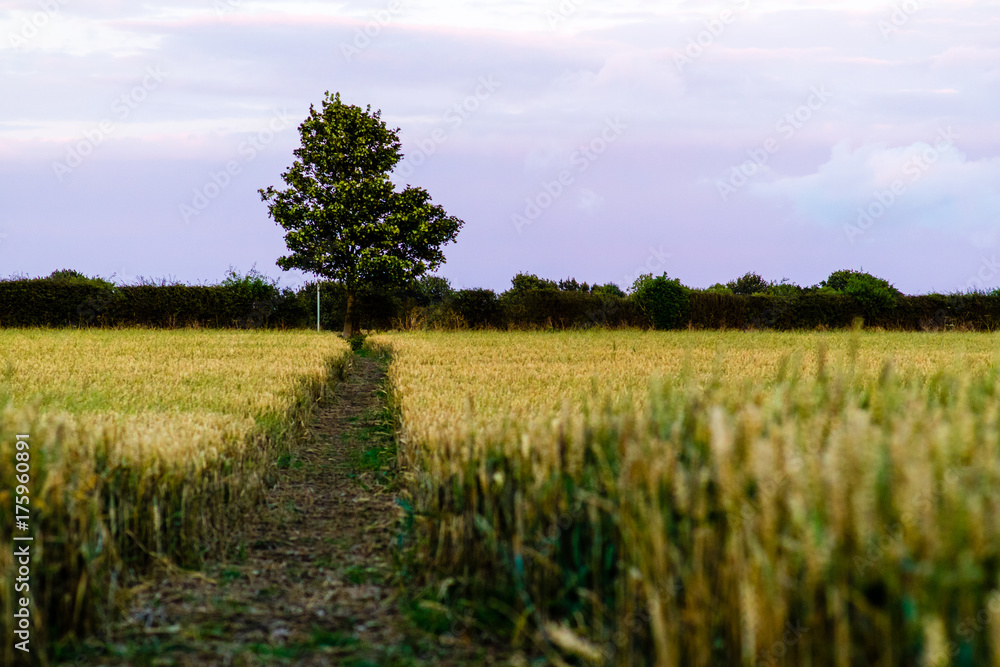 Tree in a Wheat Field Tree in a Wheat Field