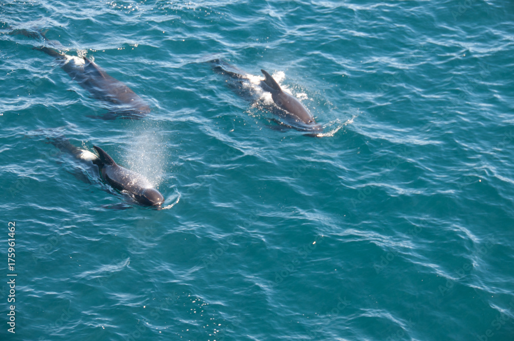 Fototapeta premium Long-finned Pilot Whales