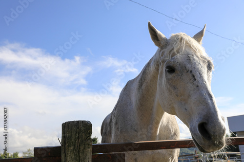 牧場の馬 © popolog
