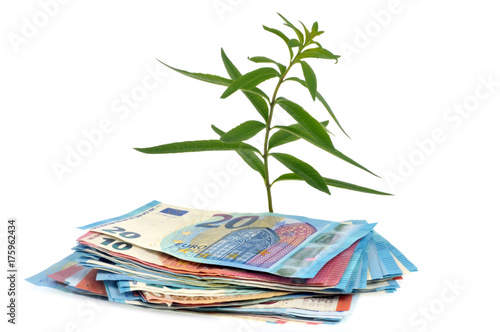 Billets de banque et plante photo