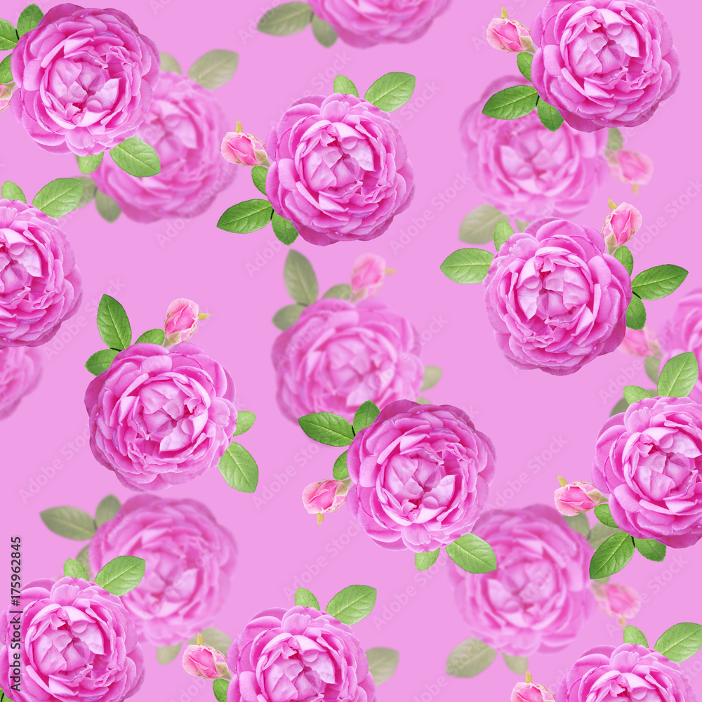 Beautiful floral background of lilac roses 