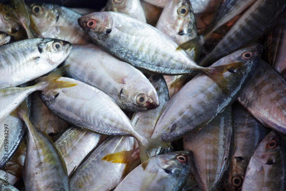 background of fresh fish for food preparation. background of fresh fish for food preparation.