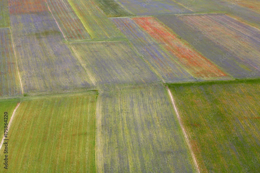 Obraz premium Fields in the Sibellini Mountains in Italy