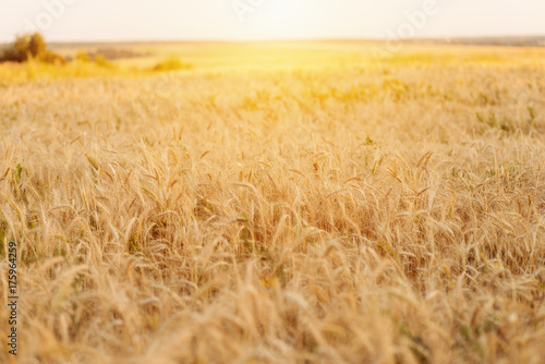 A bright sunny day  a field of wheat on a summer day  a concept of good drinking.