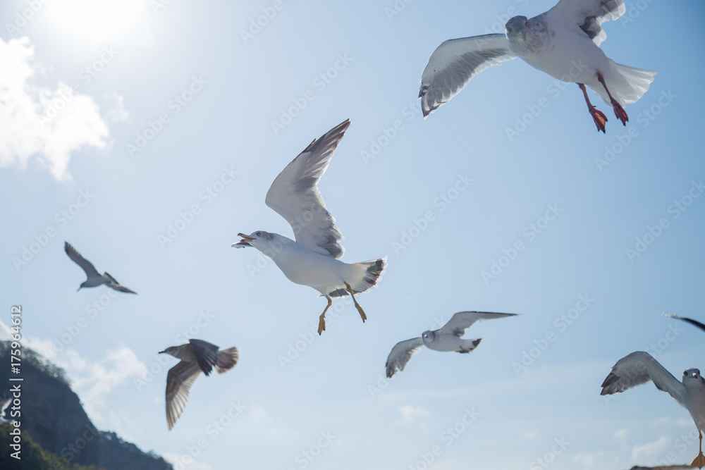 Obraz premium Seagull