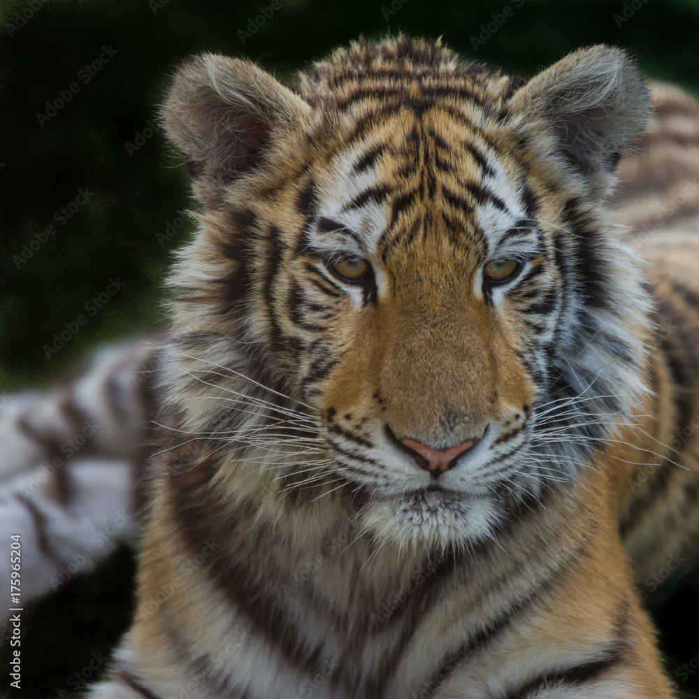 Close up photo portrait siberian tiger pursuing