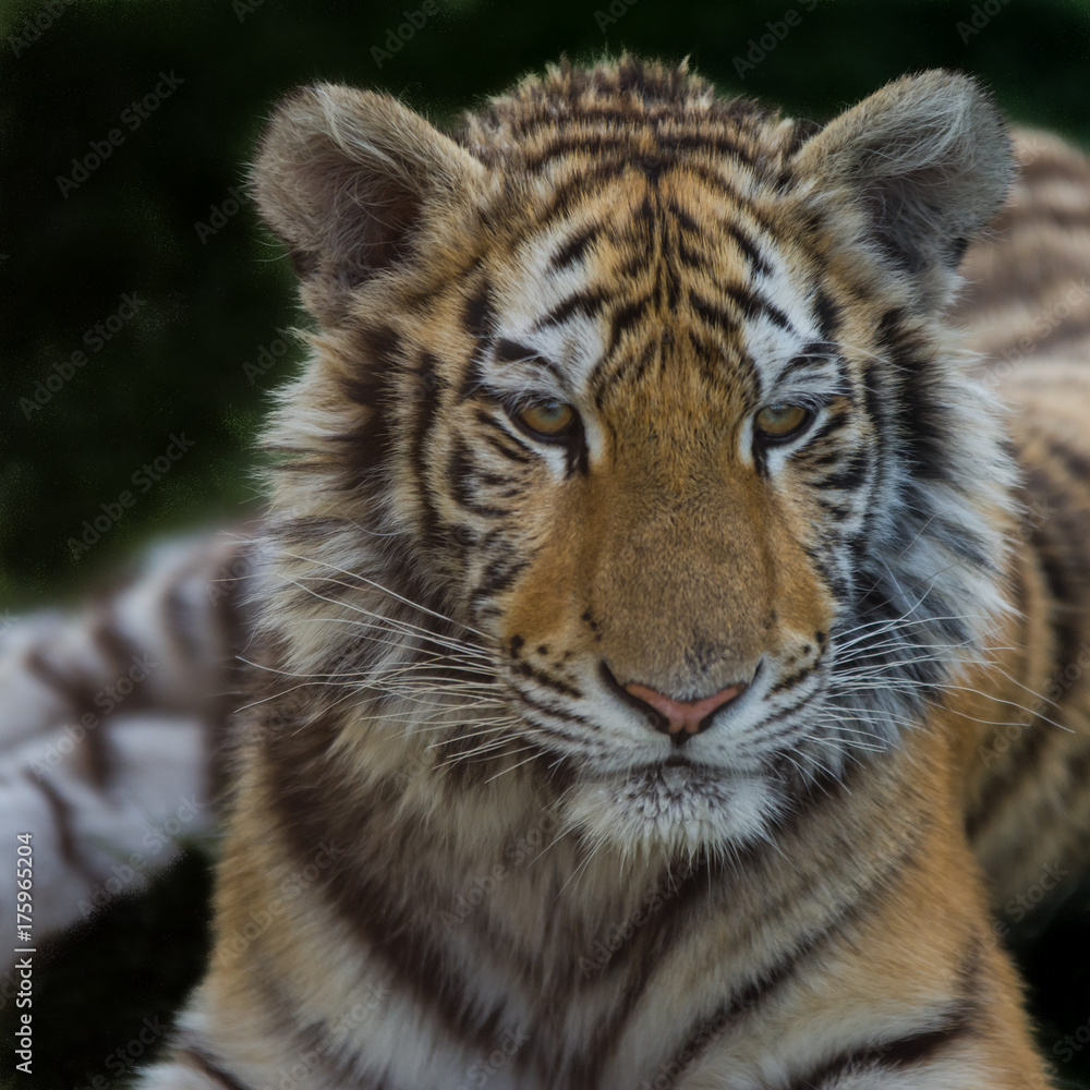 Obraz premium Close up photo portrait siberian tiger pursuing
