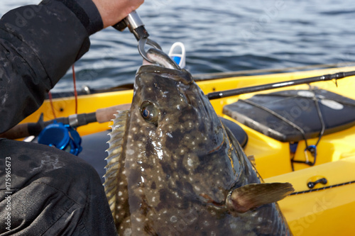 Fotografi Fisherman landing a large saltwater fish