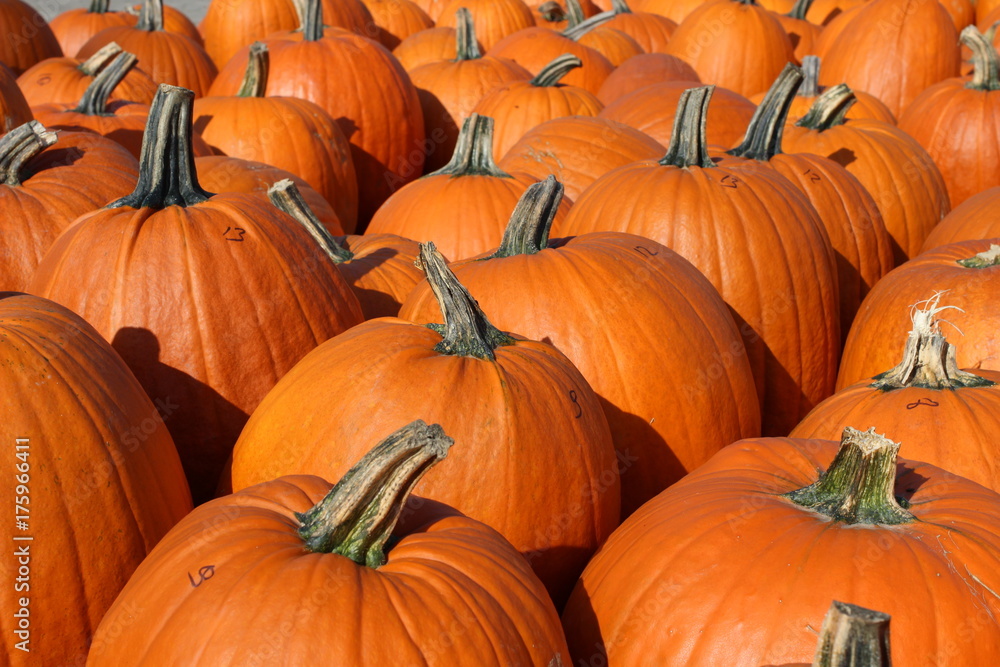 pumpkin, pumpkin's farm, farm, halloween, colors, beautiful, lovely fall, pumpkin, pumpkin's farm, farm, halloween, colors, beautiful, lovely fall,