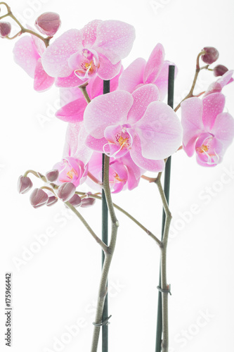 Pink Flowers  isolated  vertical image