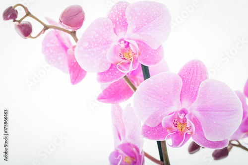 Fototapeta Naklejka Na Ścianę i Meble -  Pink Flowers isolated