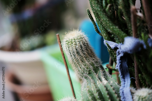 Cactus Plant in the pot Close-Up Growth In The Garden. photo