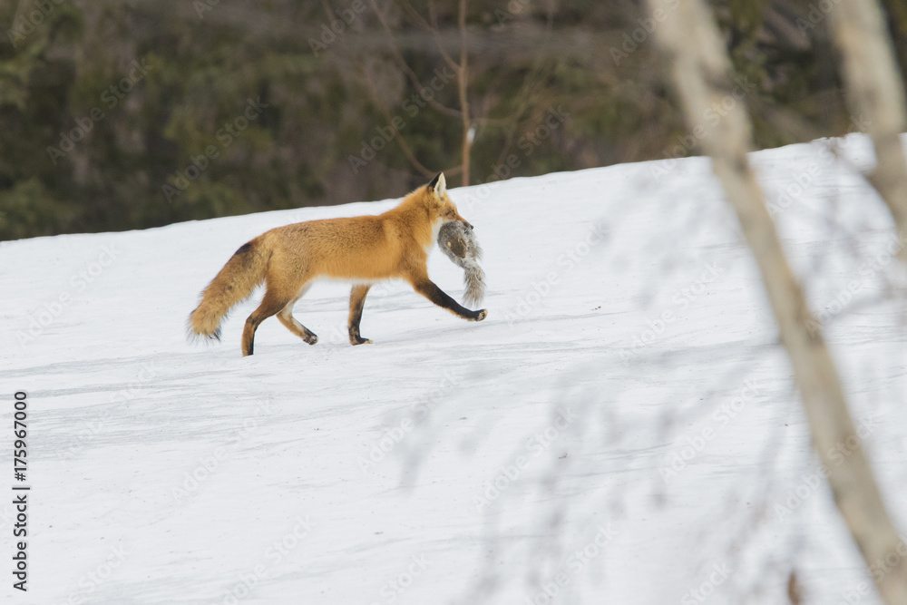 Red fox in winter with prey Red fox in winter with prey