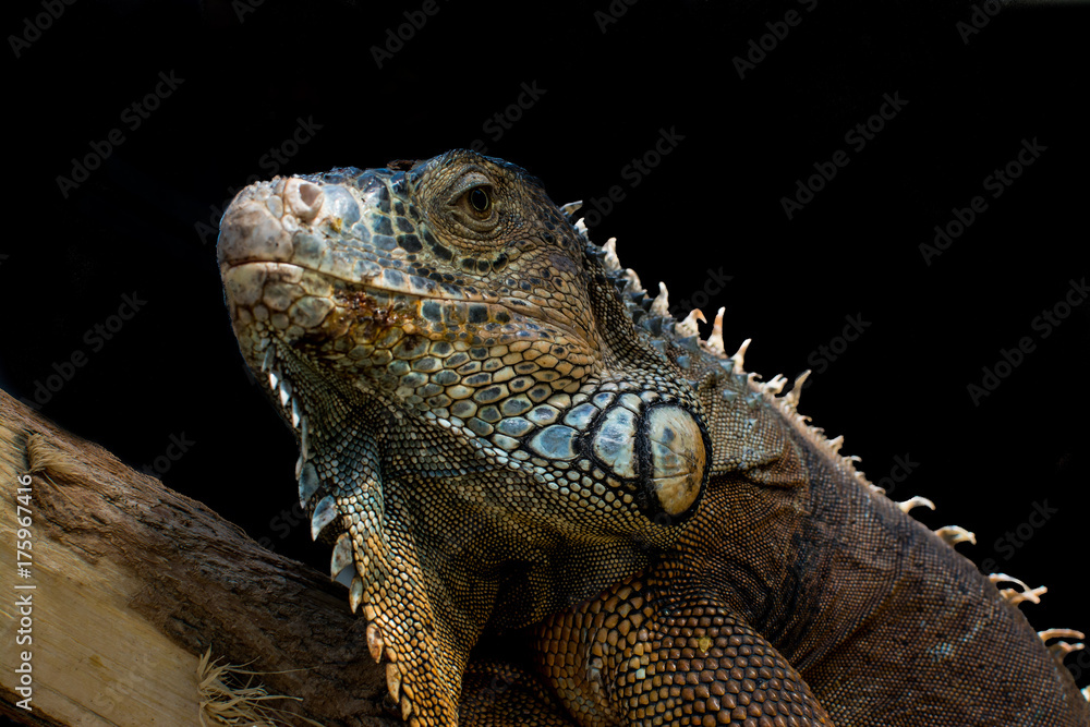 Close up photo green iguana in terrarium watching me Close up photo green iguana in terrarium watching me