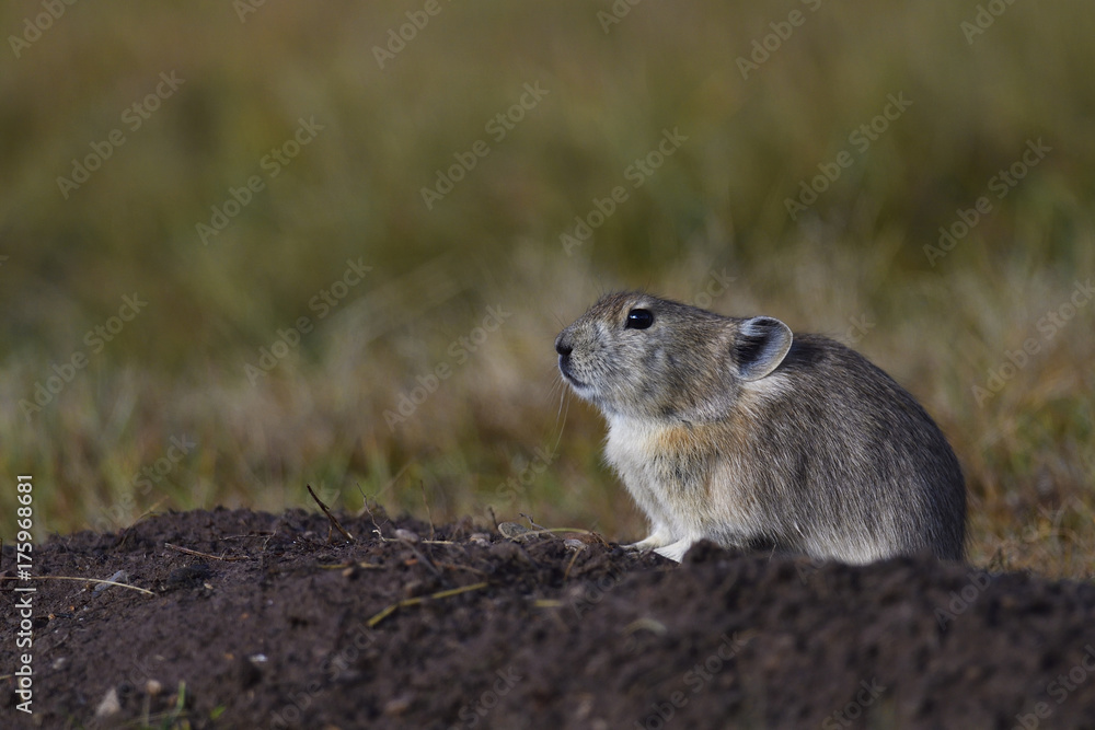 Pika sitting on the ground Pika sitting on the ground