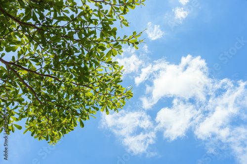 green leaves against blue sky and clouds background