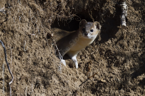 Mountain weasel looking out from a hole in the ground photo