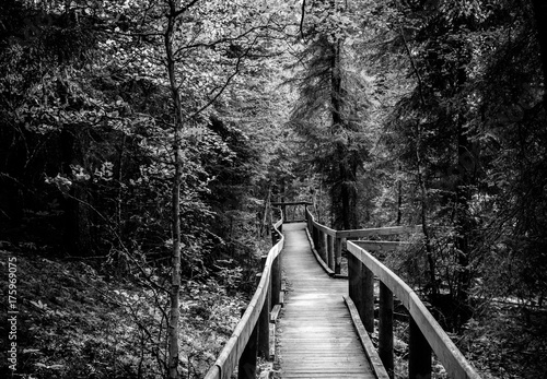 Path into the forest, Prince Albert National Park photo