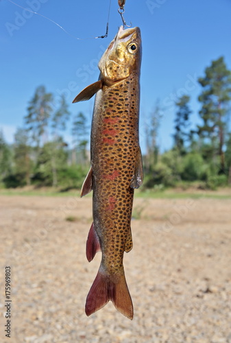 Fresh catch: lenok (Brachymystax) photo