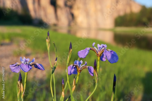 Fototapeta Naklejka Na Ścianę i Meble -  Lilium pumilum - dwarf lily (Lilium pumilum Delile) in Siberian wilderness