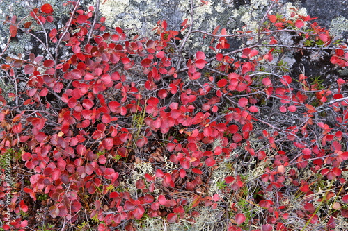 Autumn tundra colors