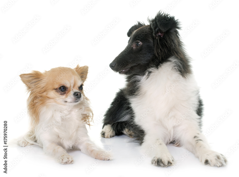puppy shetland sheepdog and chihuahua