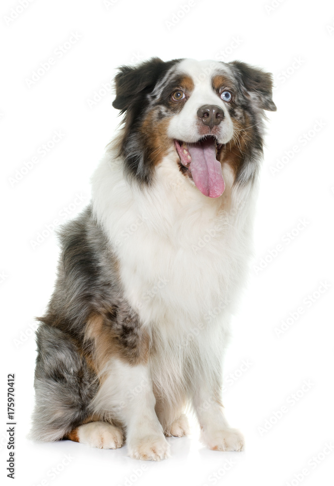 Obraz premium brown australian shepherd