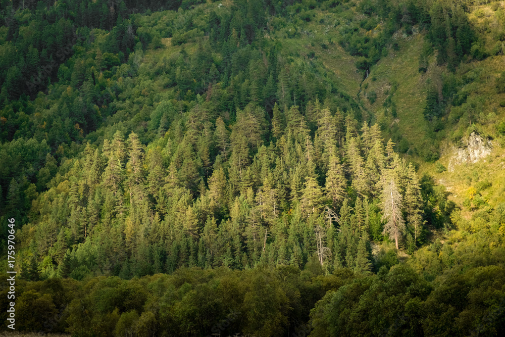 background a coniferous forest on a mountain slope lit by the sun