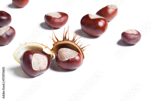 chestnut on a white background