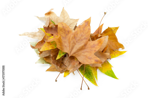 colorful autumn leaves isolated on white background