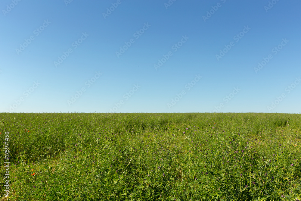 field of grass and perfect sky