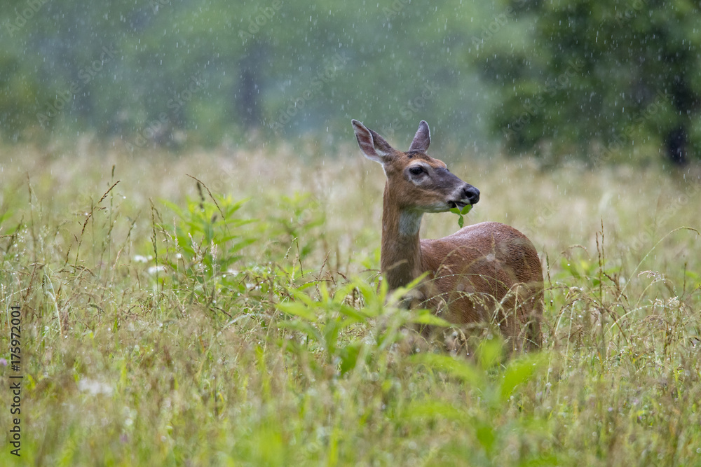 Whitetail doe deer grazing Whitetail doe deer grazing