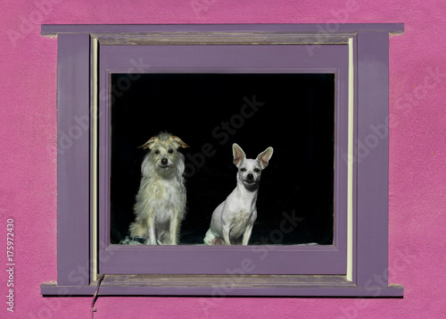 Canvas Print Two dogs in a window in the Barrio Viejo neighborhood of Tucson, Arizona