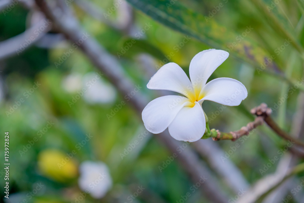 Plumeria Plumeria